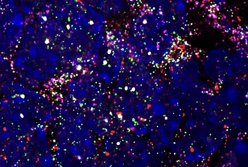 Color-marked molecules identified using Pixelbio's 3D printed chip Color-marked molecules identified using Pixelbio's 3D printed chip