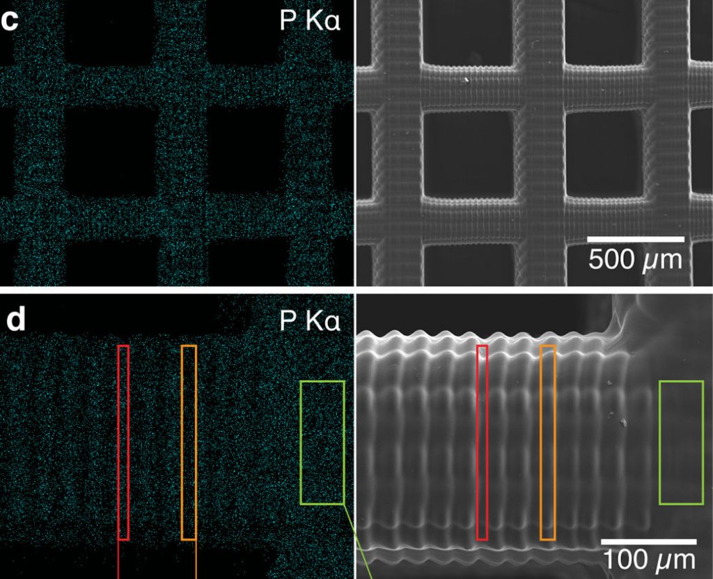 SEM image of the team's 3D printed drug absorbent