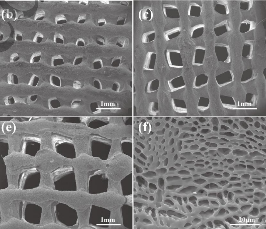 Porous structure of the implant
