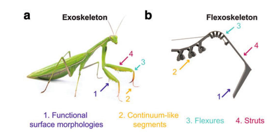 The manufacturing technology of flexible skeletons is inspired by insect shells The manufacturing technology of flexible skeletons is inspired by insect shells