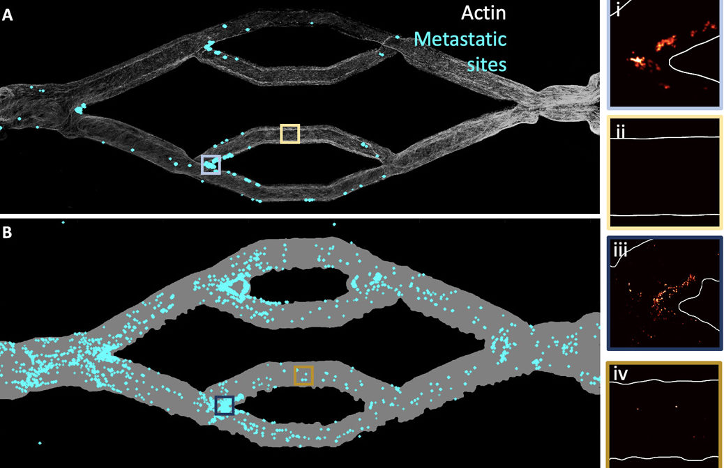 CTC attachment site shows decellularization