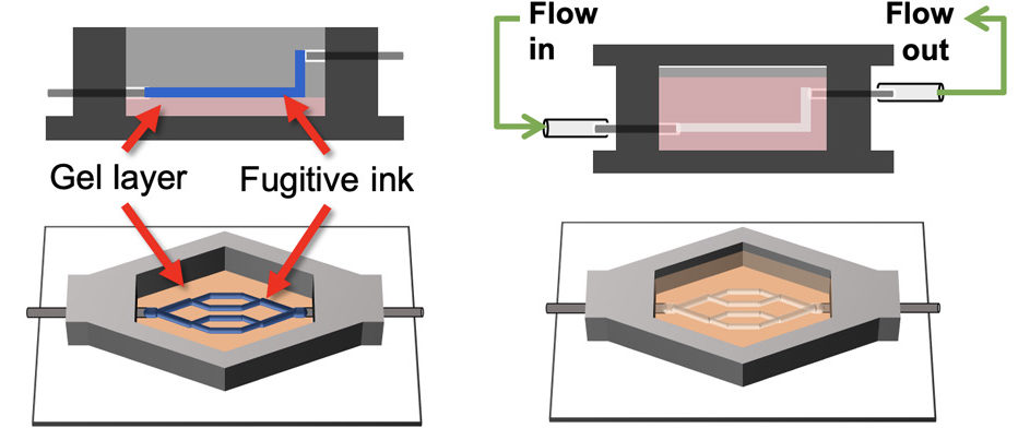 Bioprinting of endothelialized vascular beds with complex geometries using sacrificial ink method
