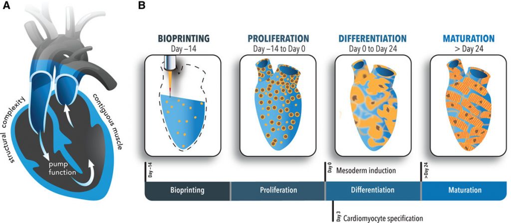  This figure shows the evolution of cell proliferation within 24 days after the bioprinting process