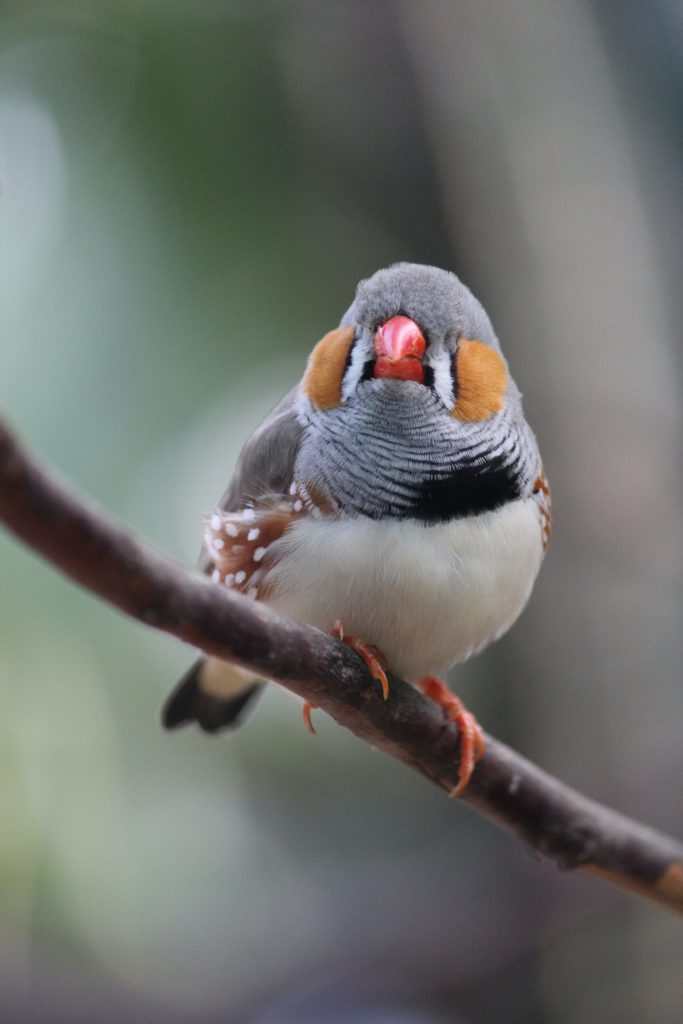 Zebra Finch Warbler