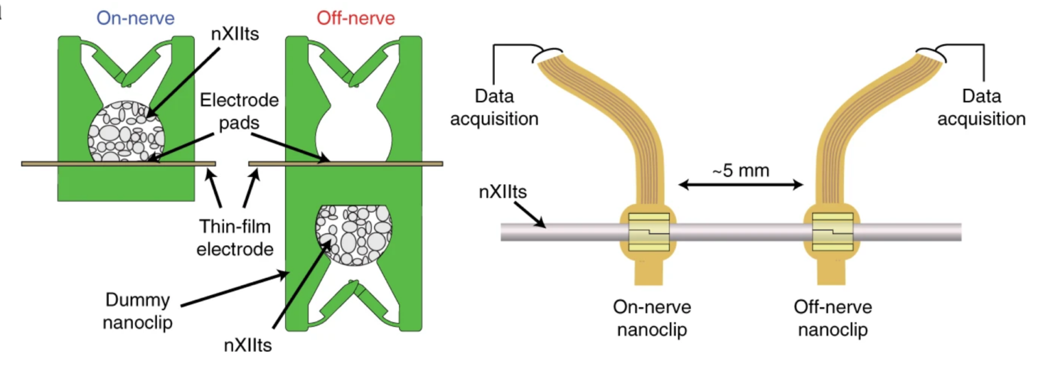  Simultaneous chronic recording of two nanopens