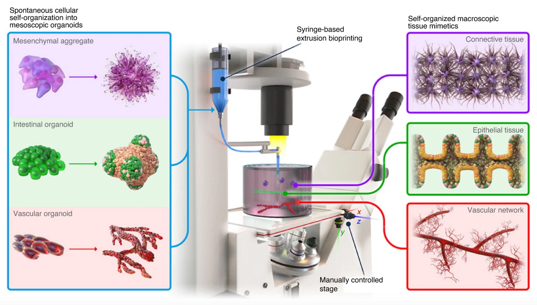   The BATE bioprinting method uses spontaneous, self-organizing building blocks to create large-scale tissues