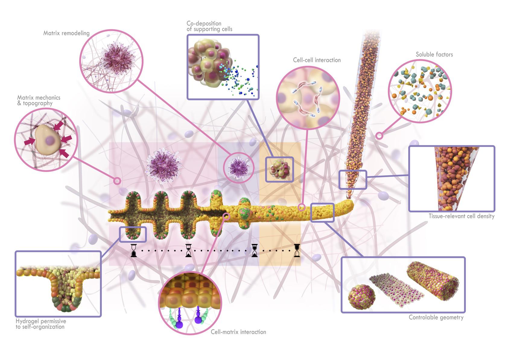 BATE is used in intestinal tissue engineering.Robust control of cell density and tissue geometry directly in an environment that allows multi-cell self-organization