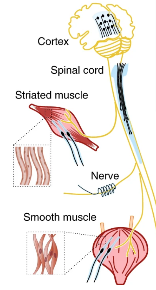 Electrode implants printed with platinum particles and silicone can be adapted to the anatomical structure of the power supply tissue
