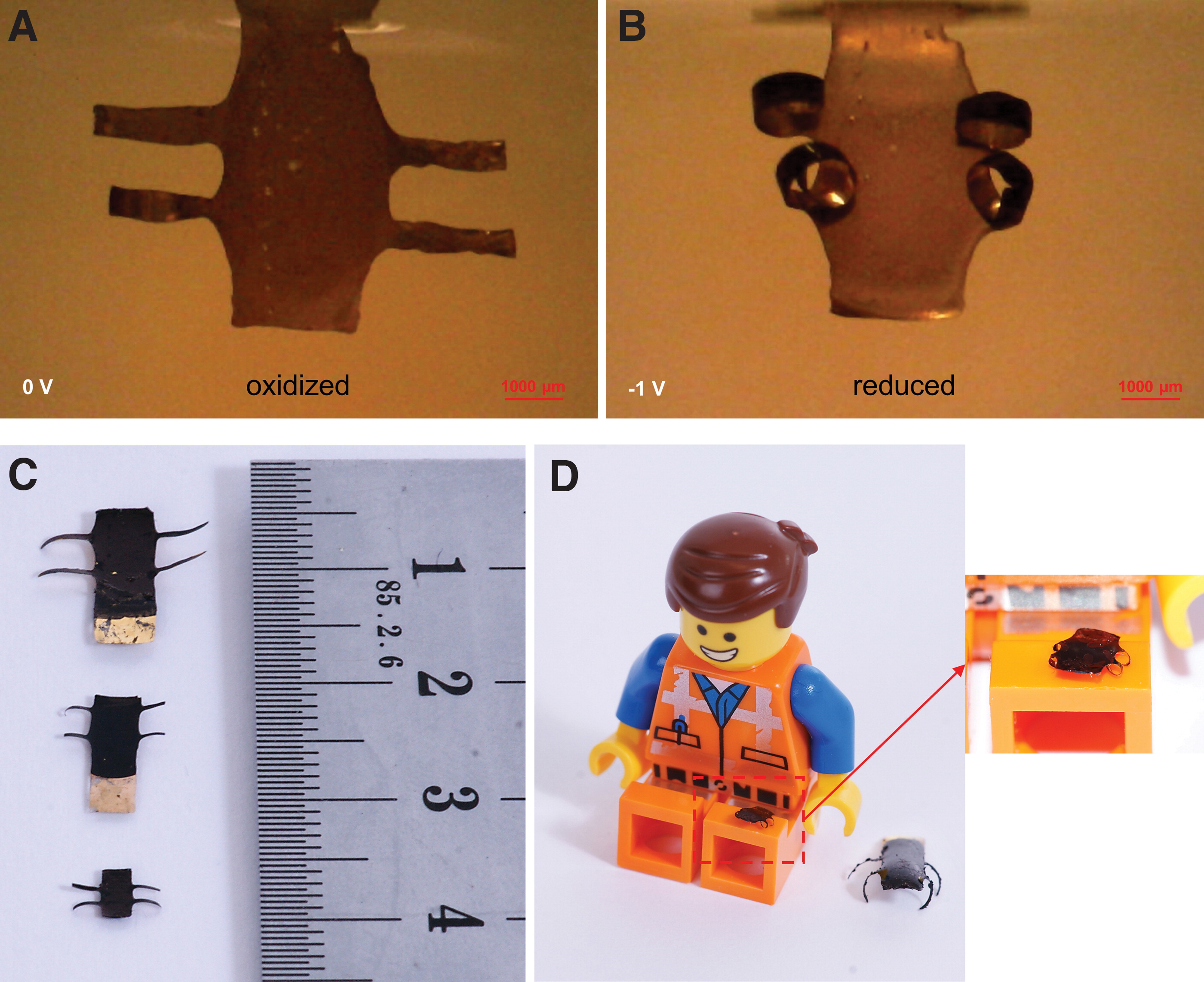  Smallest 4D printed microrobot