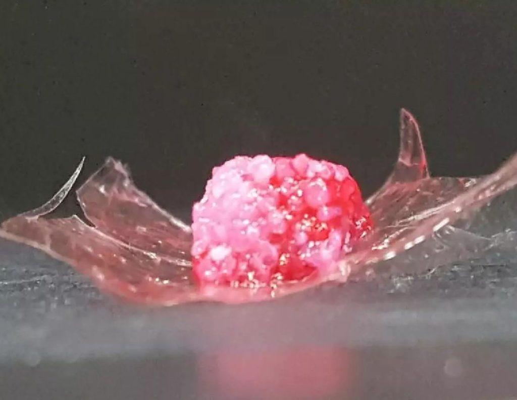 Meat samples made using Osaka University's 3D printing technology