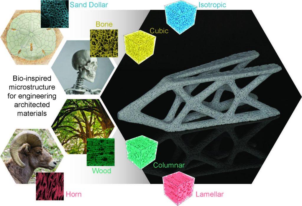 Different kinds of pores found in bone, wood and horns